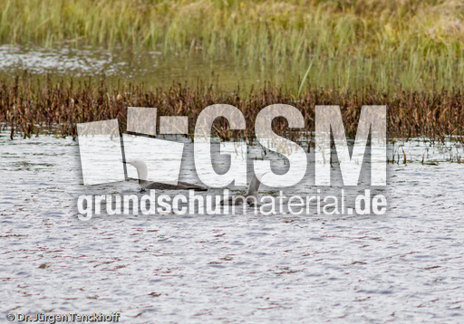 Sterntaucher (5 von 20).jpg